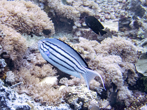 Blackstriped angelfish (Genicanthus lamarck) — Pomacanthidae