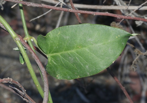 iNaturalist observation photo of Moth Vine