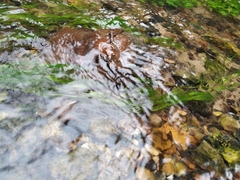 Ranunculus kauffmannii