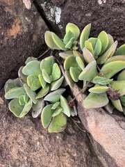 Crassula swaziensis