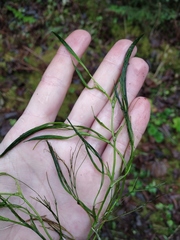 Ranunculus kauffmannii