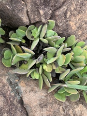 Crassula swaziensis
