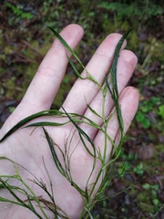 Ranunculus kauffmannii