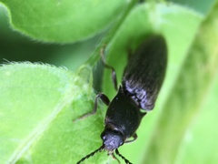 Corymbitodes pygmaeus