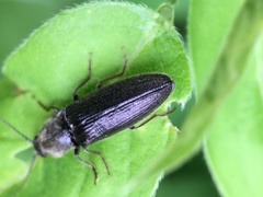 Corymbitodes pygmaeus