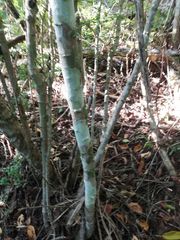 Piptadenia retusa