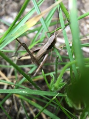 Chloealtis conspersa