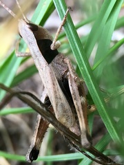 Chloealtis conspersa