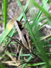 Chloealtis conspersa