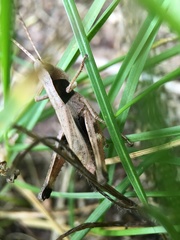 Chloealtis conspersa