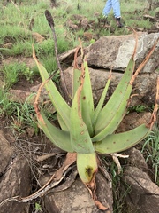 Aloe vryheidensis