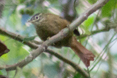 Anabacerthia striaticollis