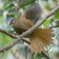 Anabacerthia striaticollis