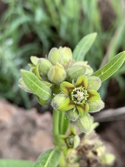 Raphionacme galpinii