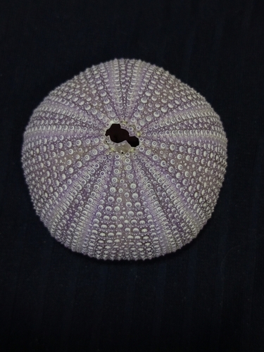 Violet Sea Urchin, Türkiye, photo 7 of 10