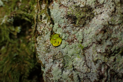 Loxospora elatina, 2025-09-17