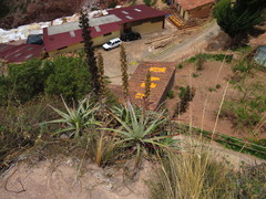 Puya densiflora