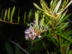 Grevillea humilis, photograph (c) Bryce Watts-Parker, some rights reserved (CC BY)