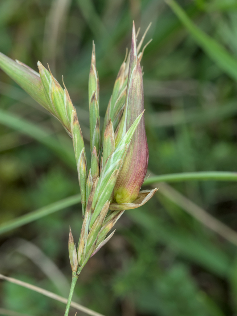 Aceria tenuis