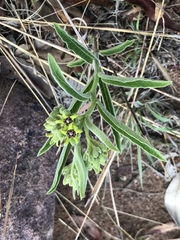 Raphionacme galpinii