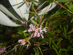 Grevillea humilis, photograph (c) Bryce Watts-Parker, some rights reserved (CC BY)