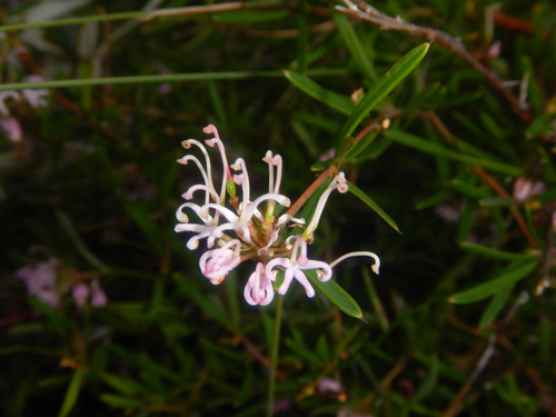Grevillea humilis, photograph 4