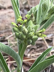 Raphionacme galpinii