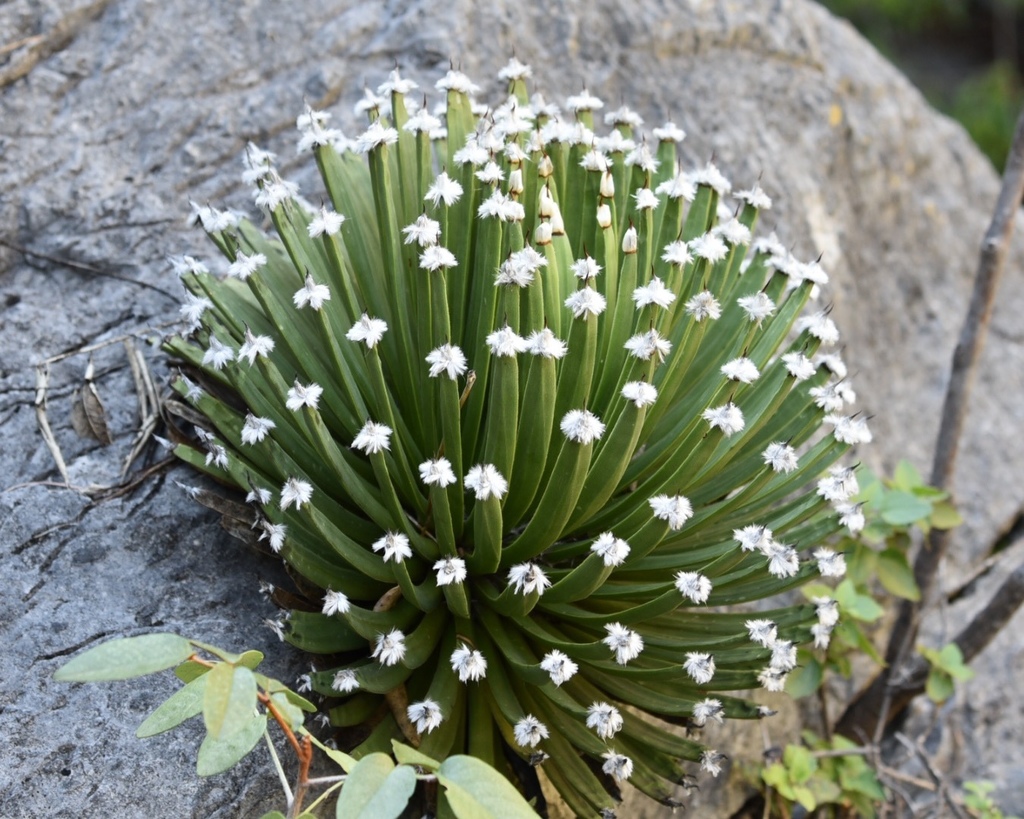 Photos of Agave albopilosa · iNaturalist