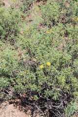 Prosopis strombulifera