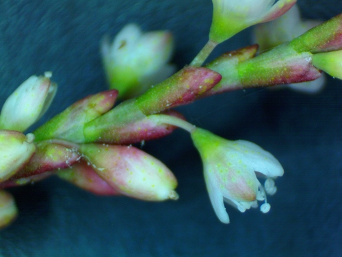 Persicaria glabra iNat (3)