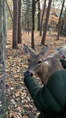 Odocoileus virginianus
