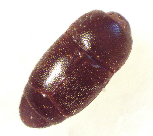 Sap beetle