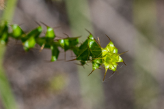 Cullumia setosa microcephala