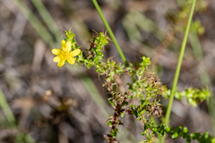 Cullumia setosa microcephala