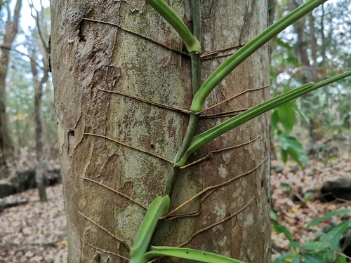 Syngonium image