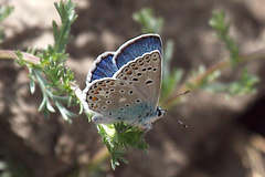 Polyommatus escheri