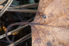Mycetaulus bipunctatus