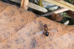 Mycetaulus bipunctatus