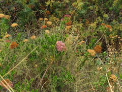Pluchea zamalloae