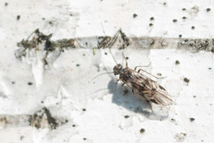 Psococerastis gibbosa