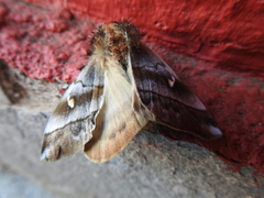 Ormiscodes cinnamomea