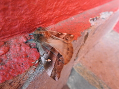 Ormiscodes cinnamomea