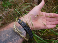 Anthoxanthum redolens