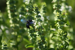 Xylocopa