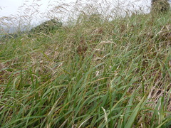 Anthoxanthum redolens