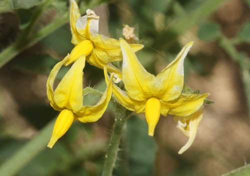 iNaturalist observation photo of tomato