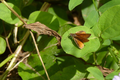 Ancyloxypha nitedula