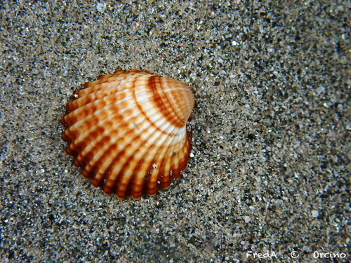 Acanthocardia tuberculata