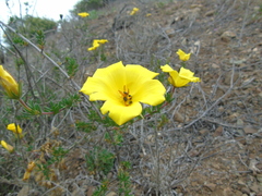 Balbisia peduncularis