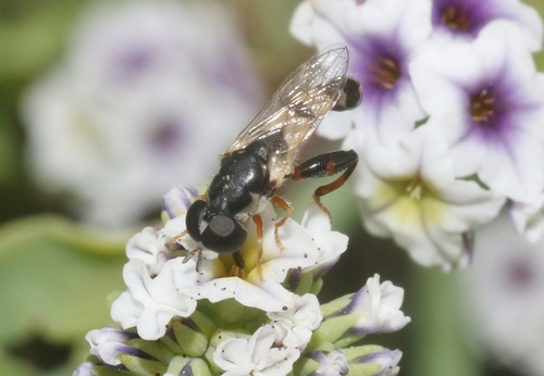 iNaturalist observation photo of Peg-legged Compost Fly